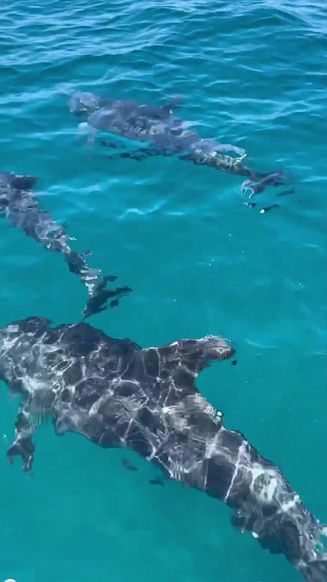 Delfines en el agua cerca de la Isla Espiritu Santo